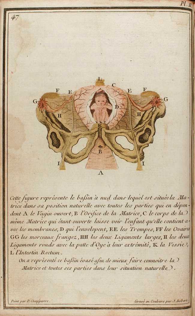 Ill. 2 : Planche représentant l’appareil génital d’une femme enceinte, tirée de L’Abrégé de l’Art des accouchements, 1759, réédité en 1777.